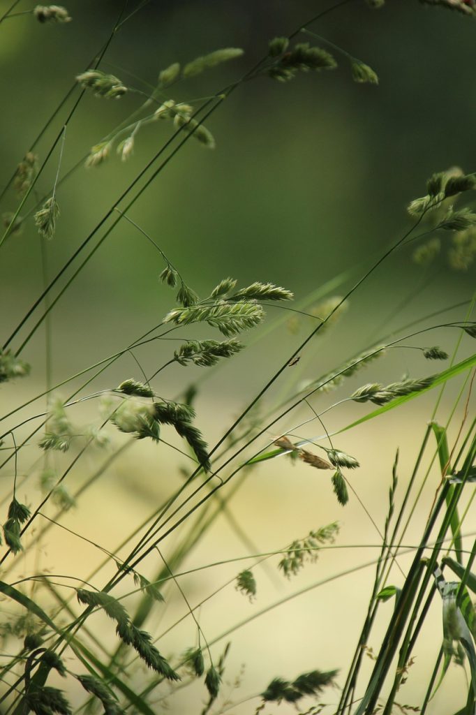 grasses, meadow, nature, stalks, green, summer, close up, summer, summer, summer, summer, summer