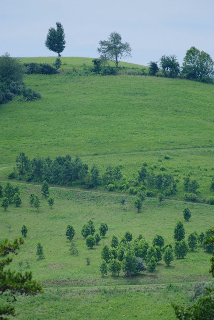 rolling-green-hills-with-scattered-trees-under-a-cloudy-sky-5nlbnbyvkny