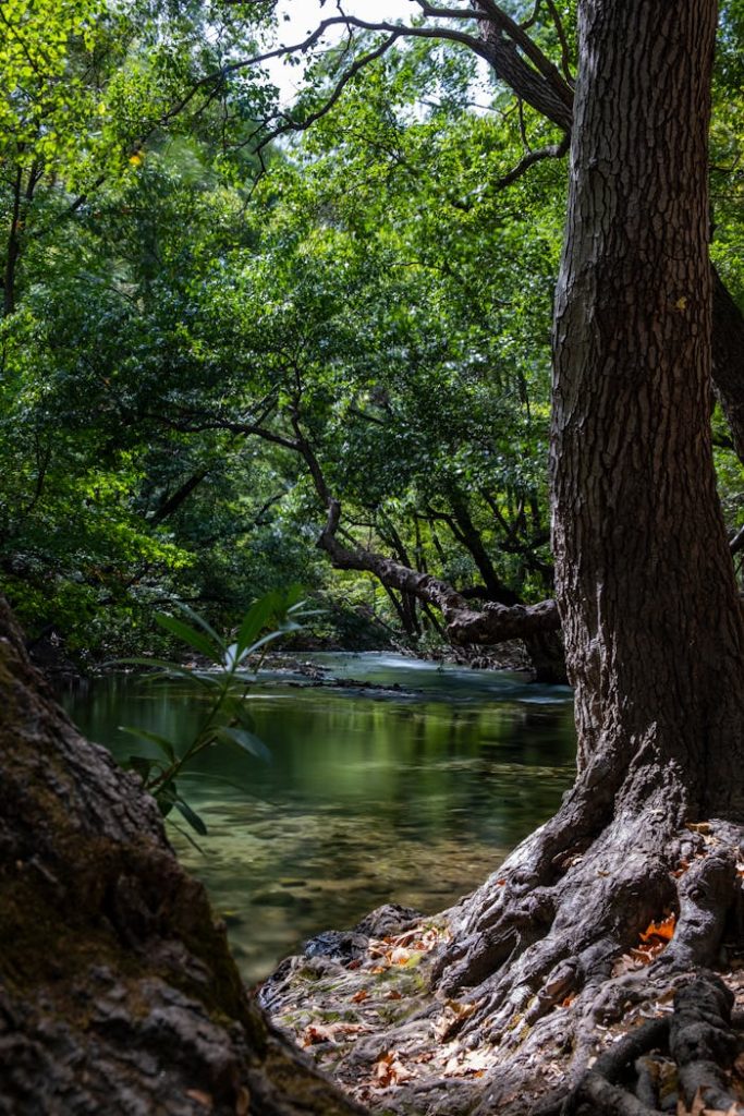 Tranquil stream in a lush forest setting, perfect for nature and relaxation themes.